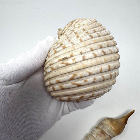 Lot of 3 Unique Seashells – Spiral Turritella, Moon Snail & Round Shell - Picture 11 of 14